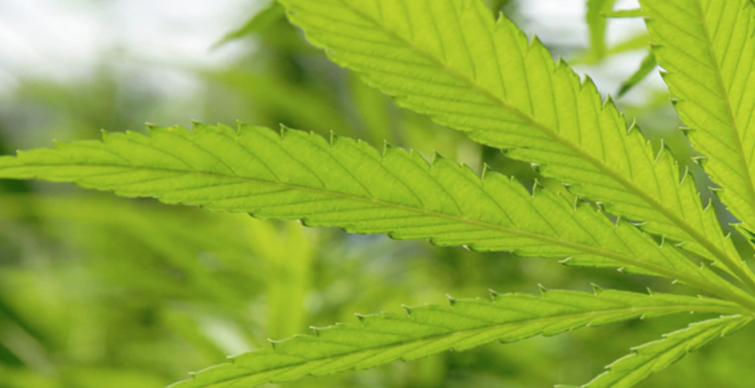 The Body Shop on an All-Time High: New Hemp-based Beauty Products