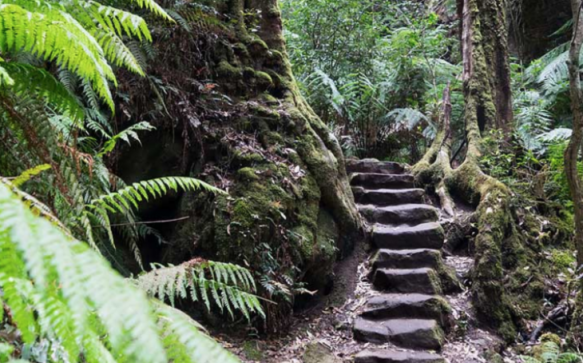 Views in the Blue Mountains that are worth the day trip